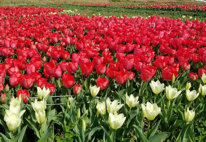 恋のチューリップ畑 21年3月26日 金 現在 の様子 橋本商工会議所 恋のチューリップ畑 21年3月26日 金 現在 の様子 橋本商工会議所